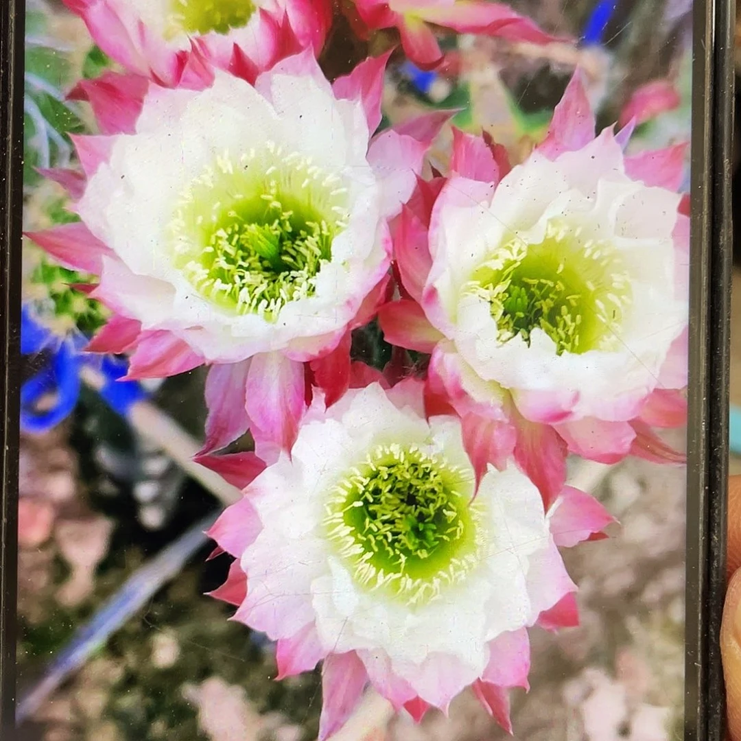 Cc158自根球6公分左右带盆土