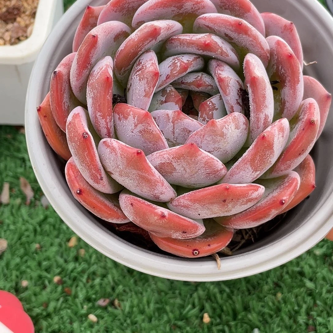 萌肉小筑0802-2果冻橙