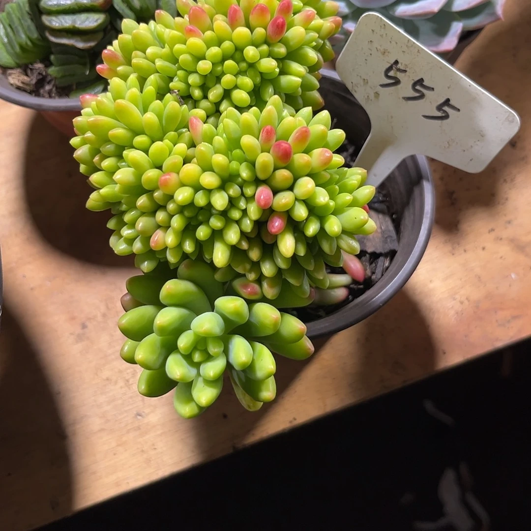 芋***糖0000000000000555