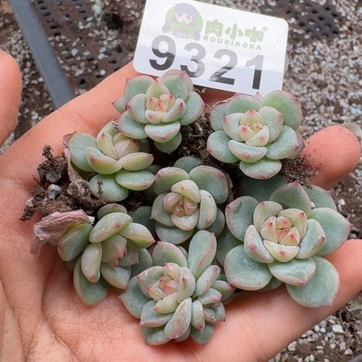 多肉植物多肉植物