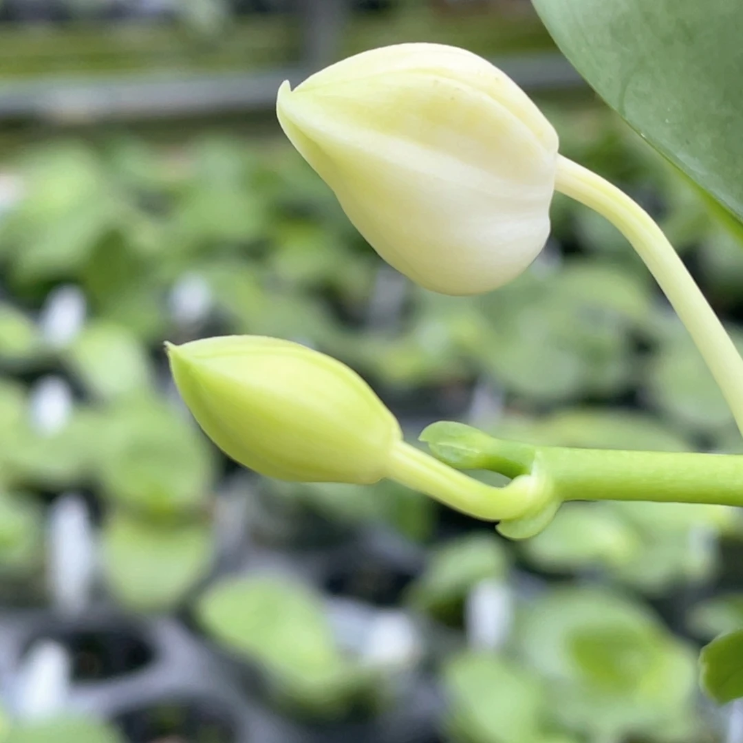 全部花苞2.5两倍钻石交蓝喜鹊花苞