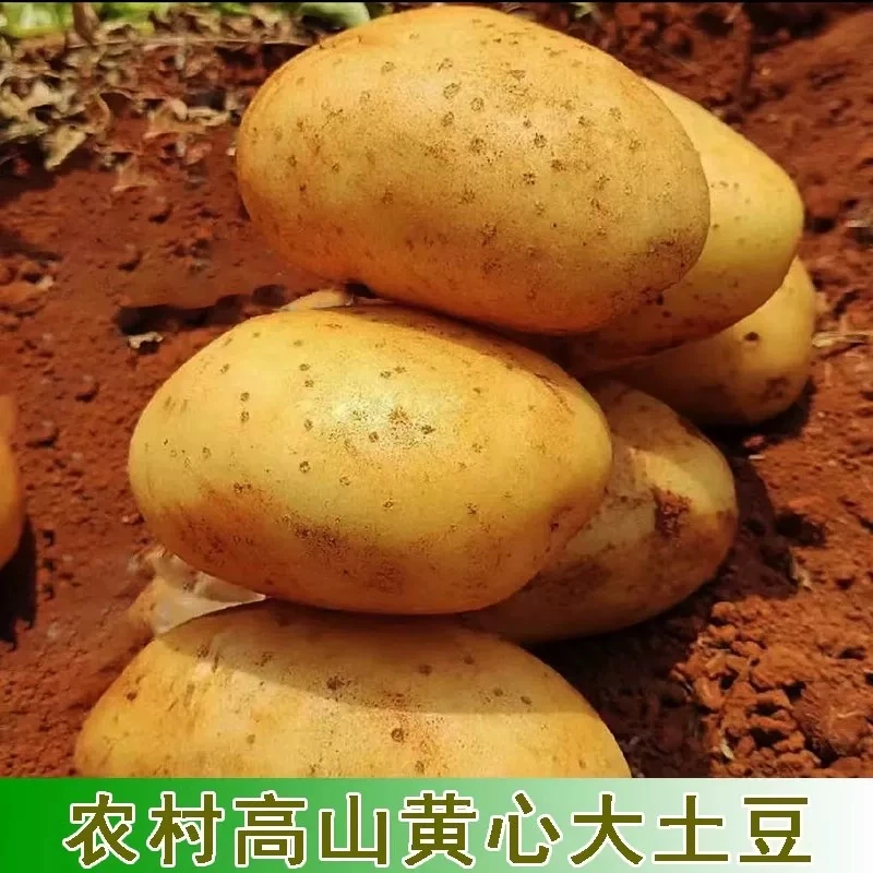 农产品~~香香黄皮土豆