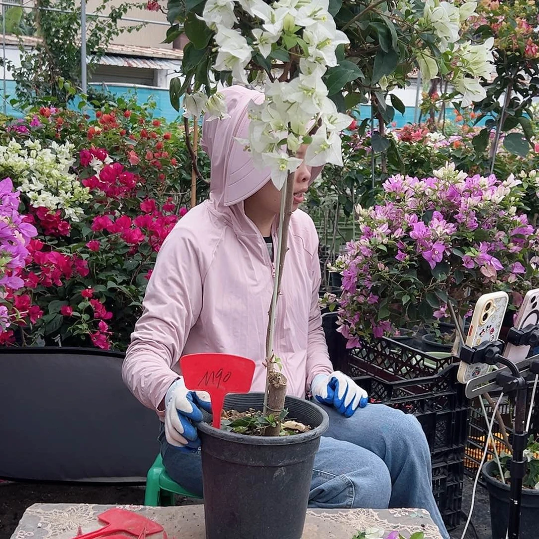 夏***l大部分花苞少量开放M90白雪公主