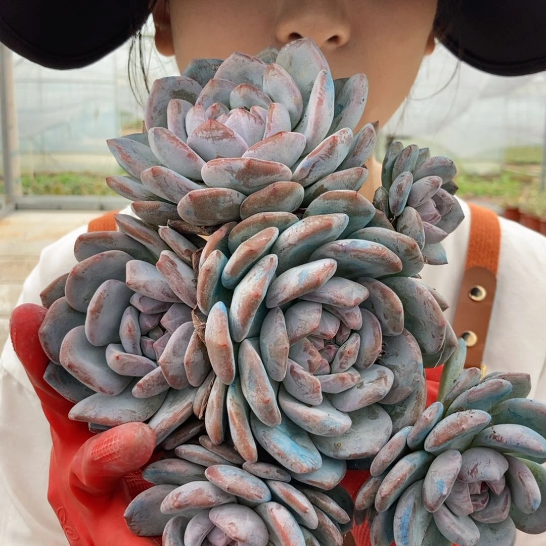 23-1石榴籽没盆随机