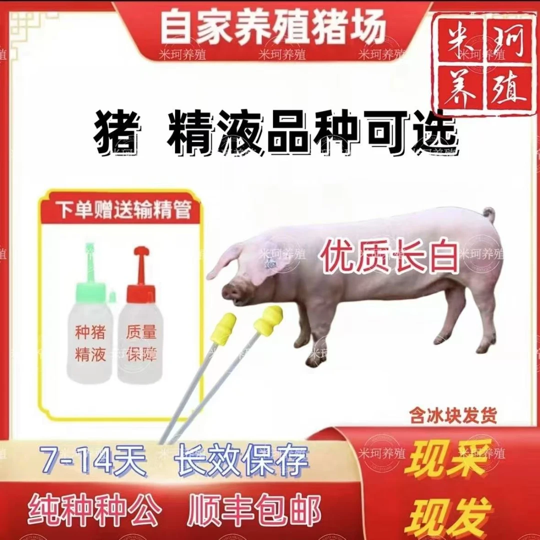 长白种公精液瓶一件包邮包对版生态养殖批发输精管猪用耗材