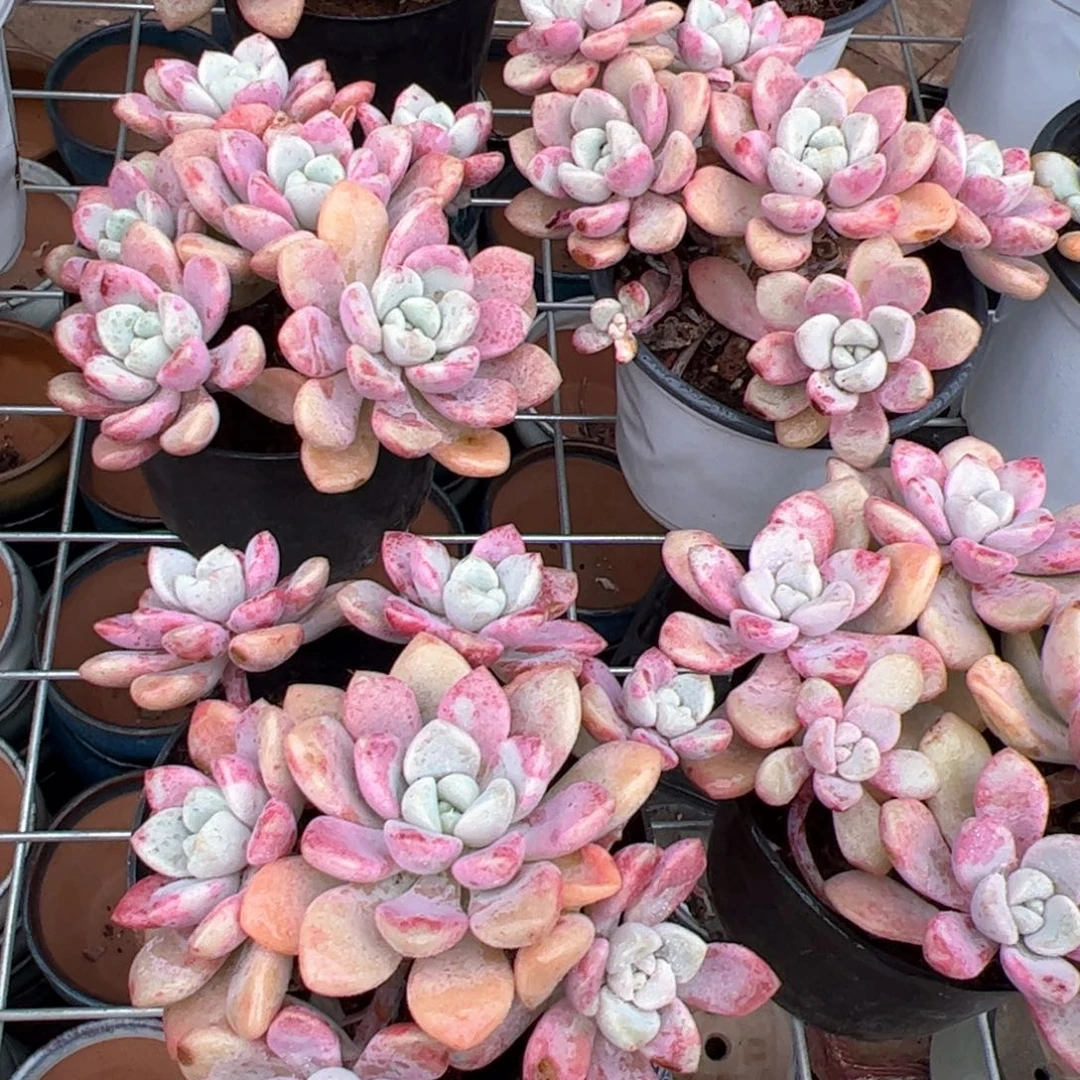 新疆包邮 花斑露