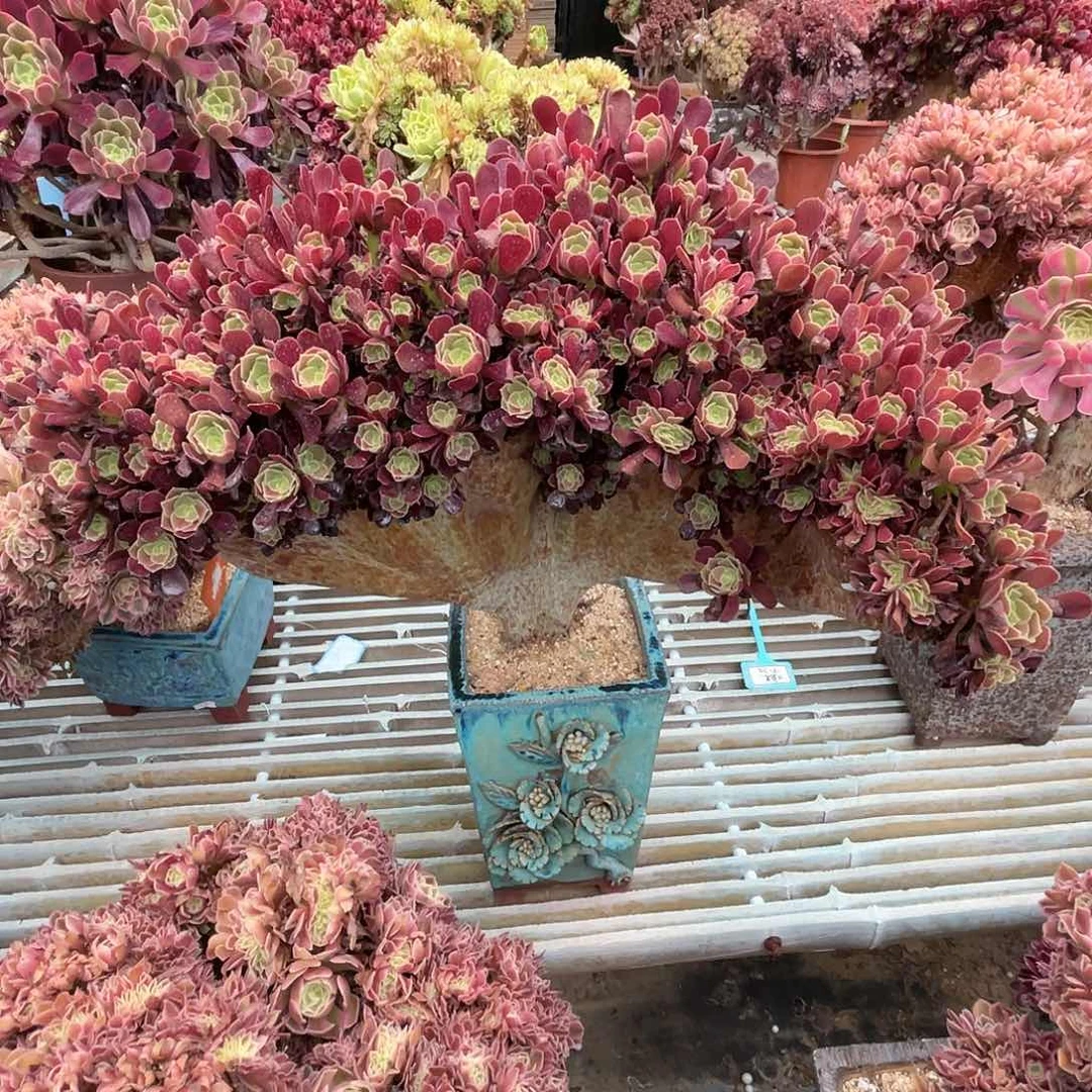 【闪购商品】全部花朵欧朵朵