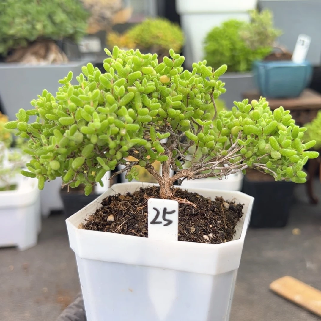 飘桩造型款蜜橘25号