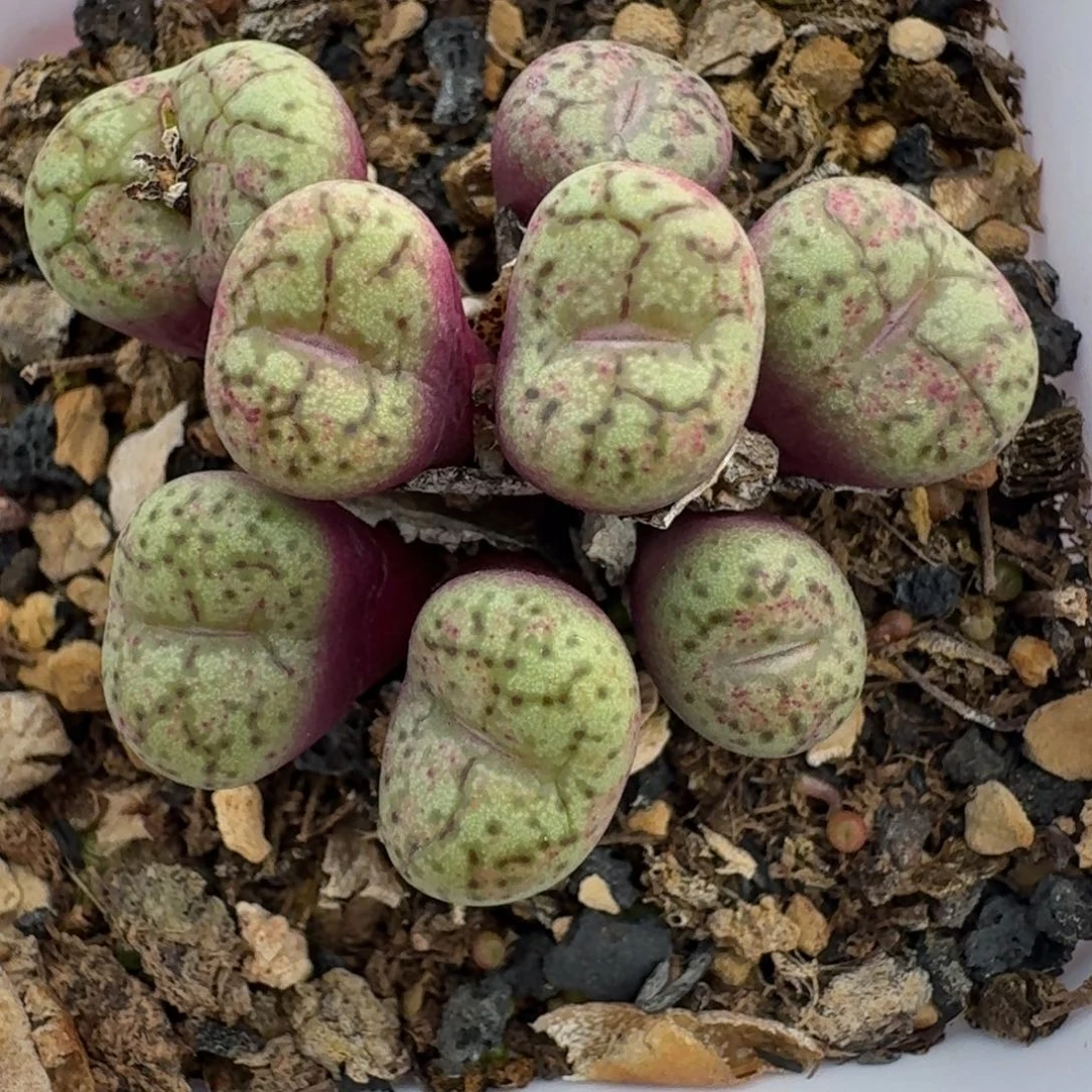 439带盆土发货000000