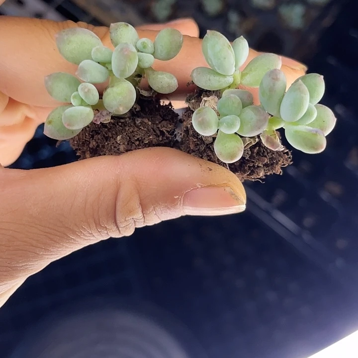 苹果奶裙发2颗随机发