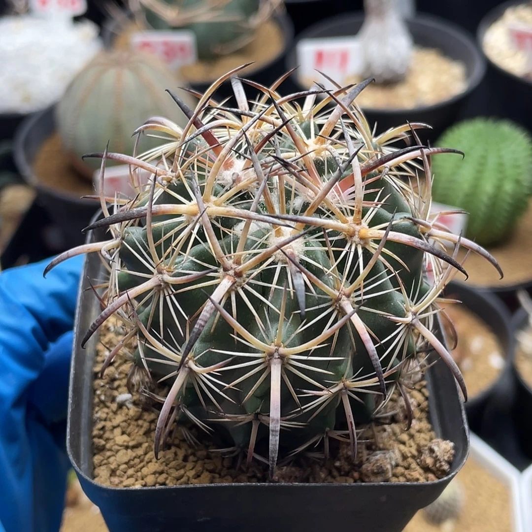 实生美刺虎爪玉仙人球多肉