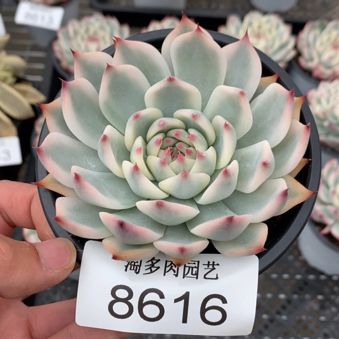 吉娃娃锦多肉植物8616