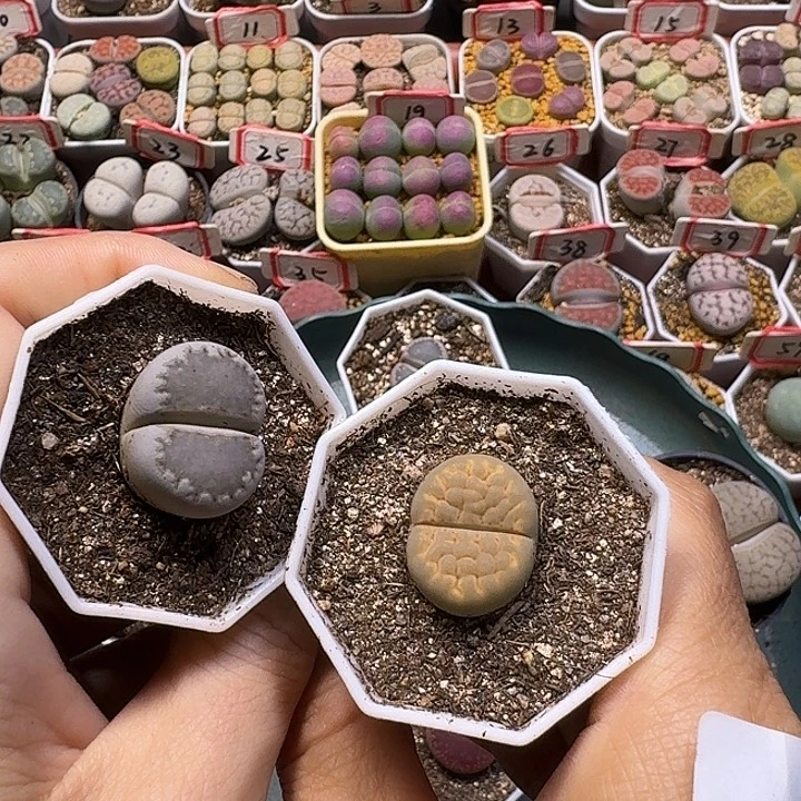 吴***吴生石花111112。  199