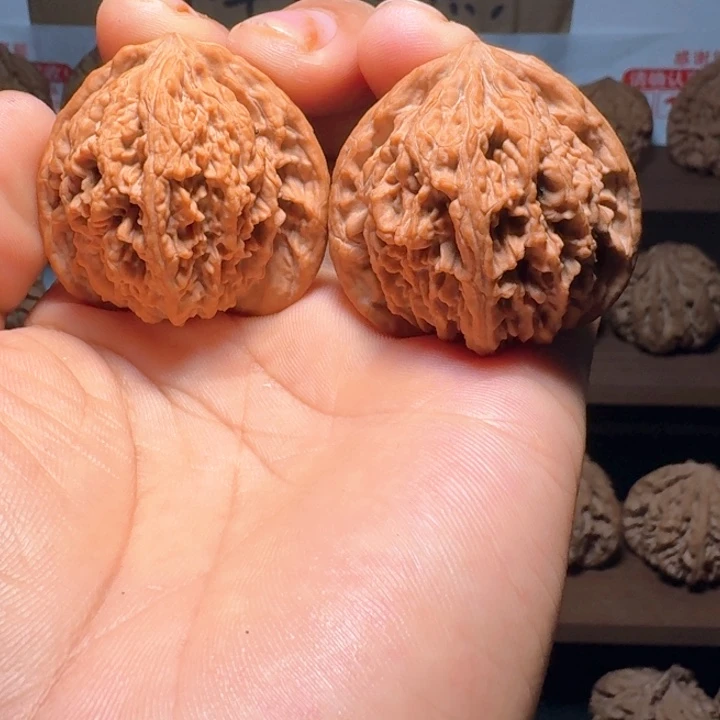 大***咪秦岭野生流星雨狮子头
