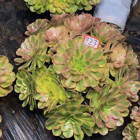 雨荷老桩捧花法师福利823号