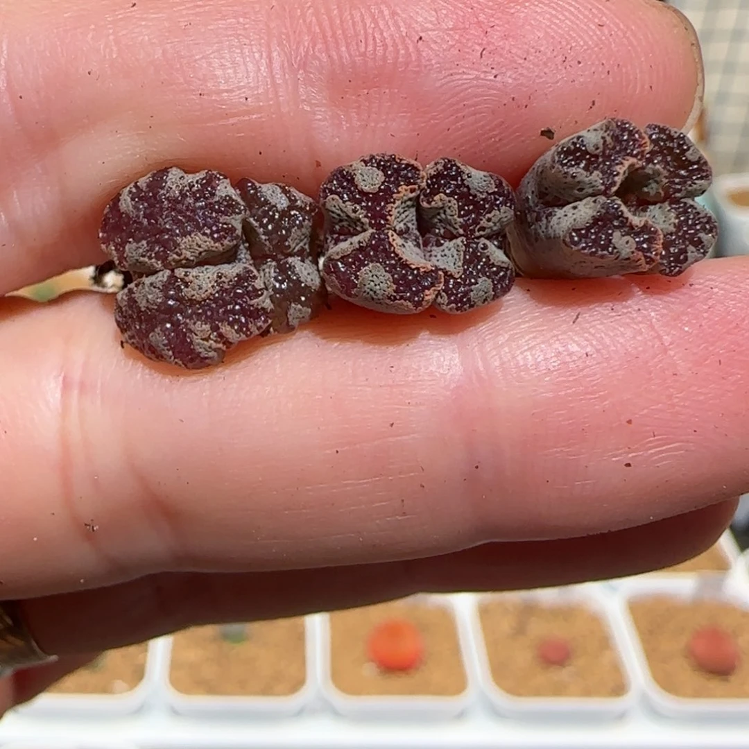 肉锥多肉植物组合-蝴蝶1242