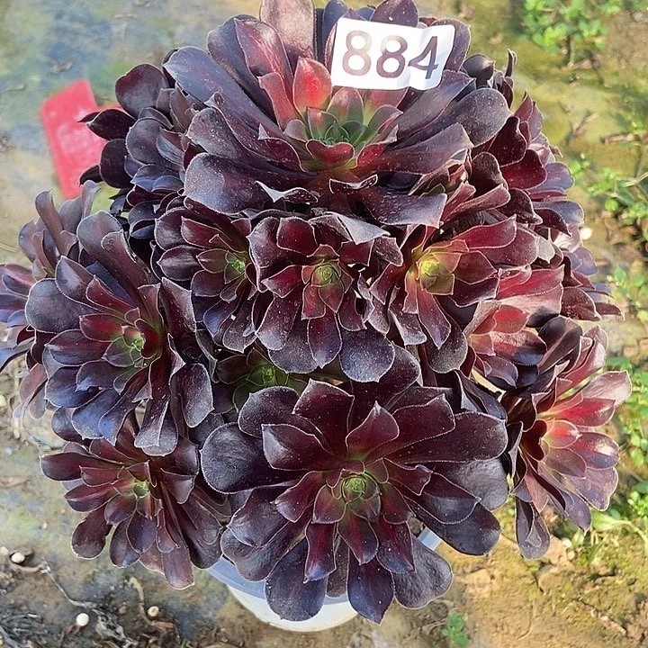 花那特价不包断884多肉不包断