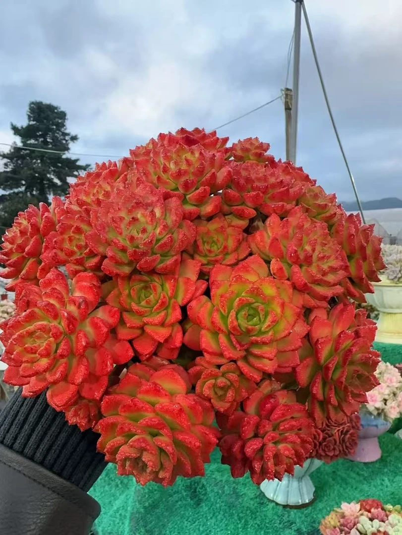 XS爱马斯玫瑰多肉植物 好养好活 帯盆土云南基地发货