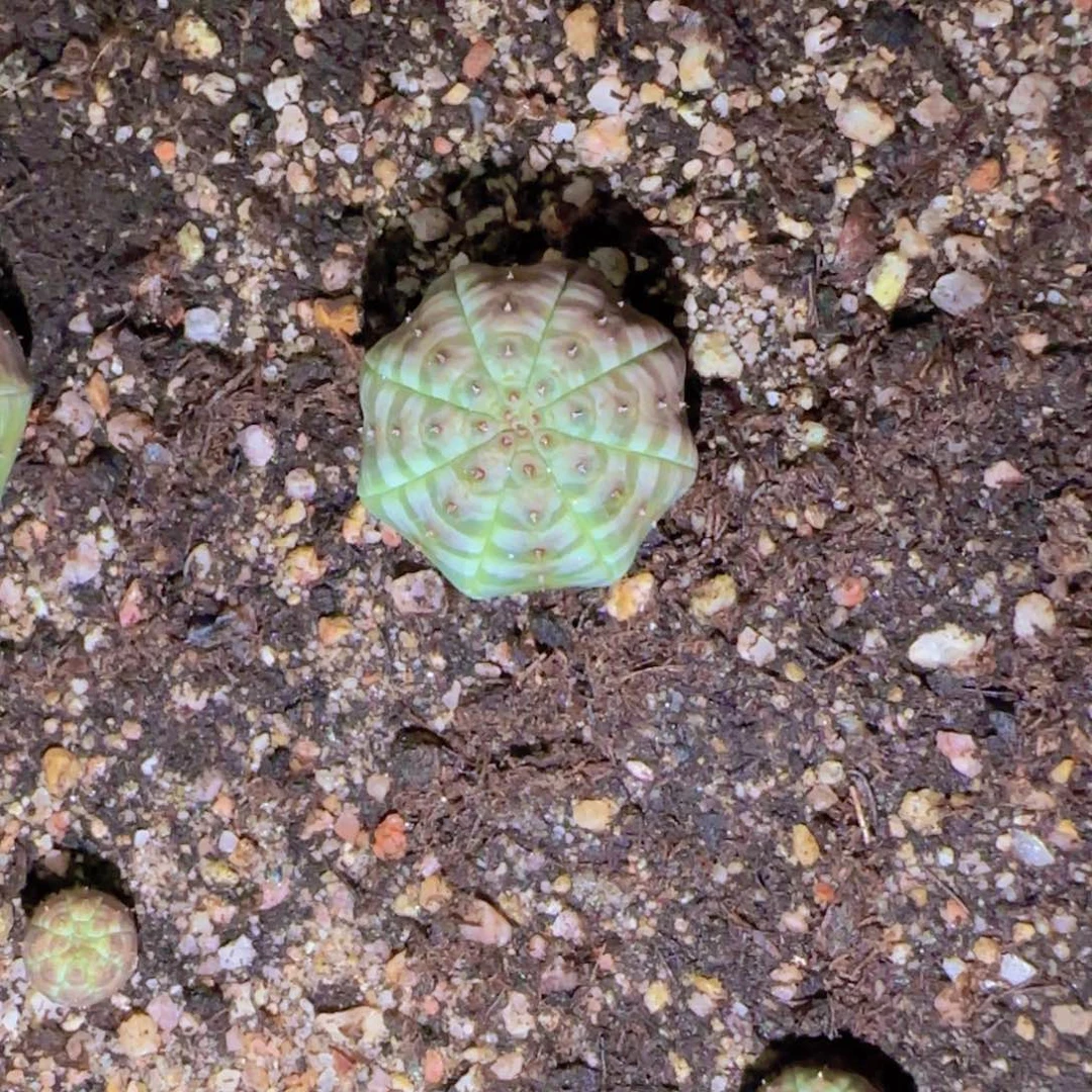 简****明块根植物块根植物