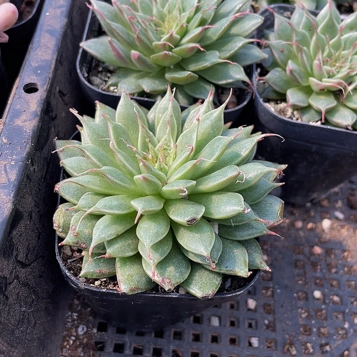 长睫毛带盆土发货