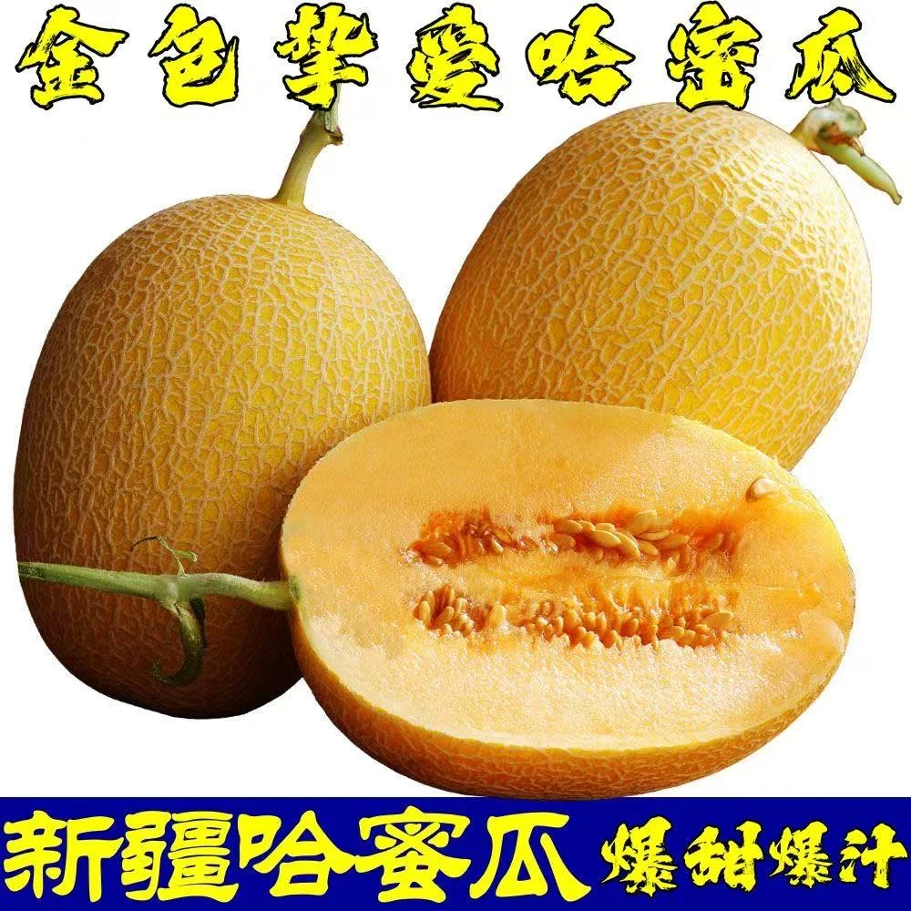 正宗新疆金色年华哈密瓜,单颗4-5斤/5-6斤/6-7斤瓜王新疆维吾尔自治区
