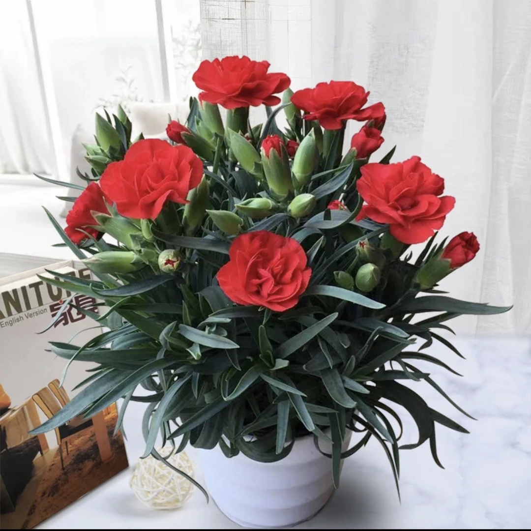 红色康乃馨盆栽带花苞重瓣花苗室内外花卉好养易活四季开带加仑盆