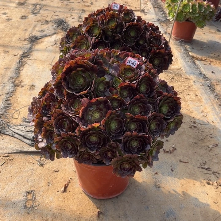 15-62黑膜朵朵多肉植物