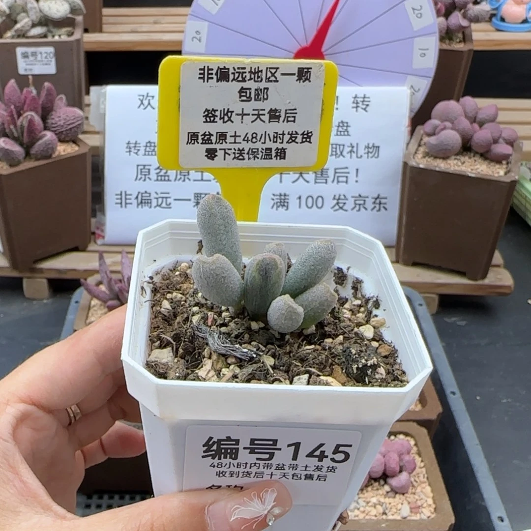 琪**…145冰晶哈密瓜多肉植物