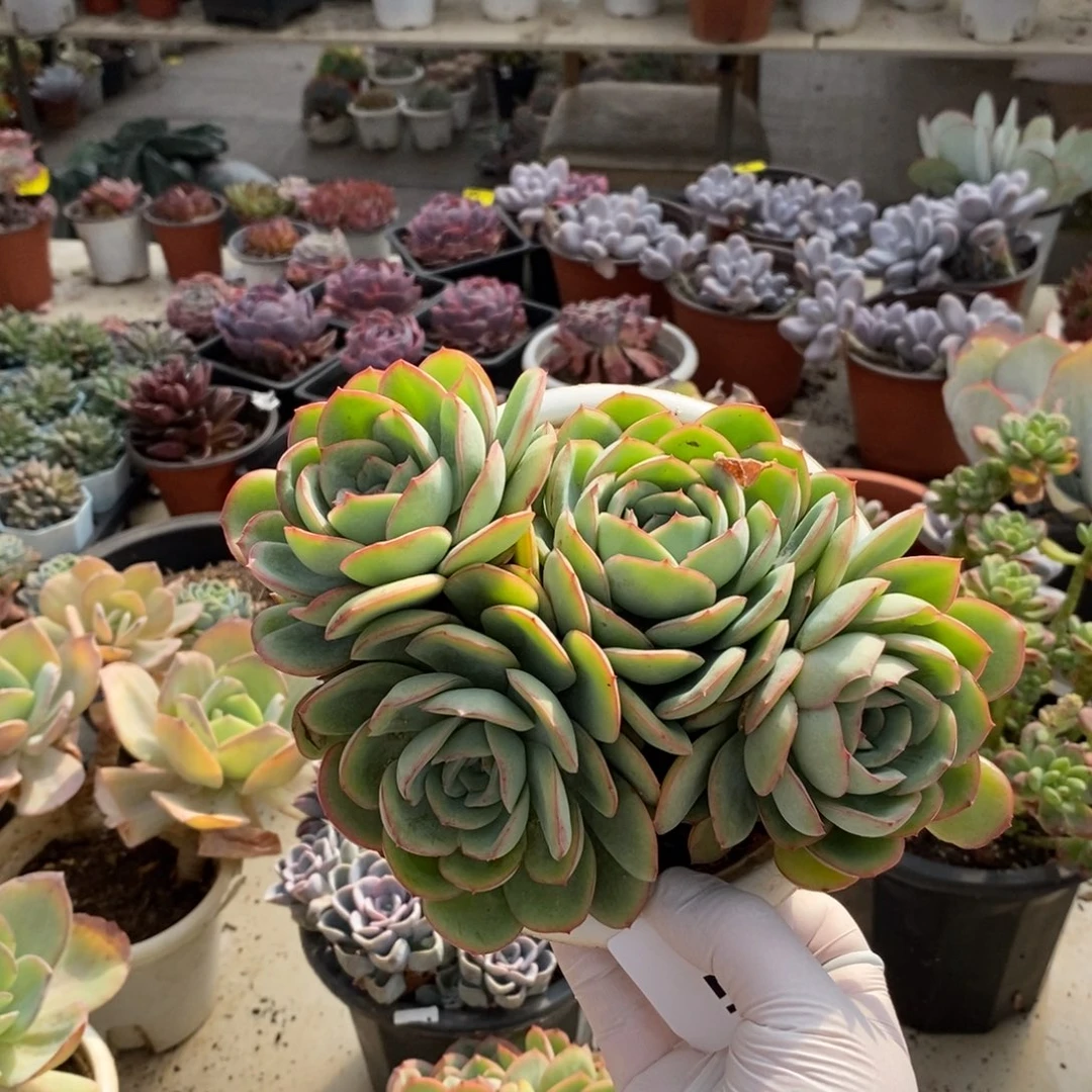 727晨露多头一物一拍