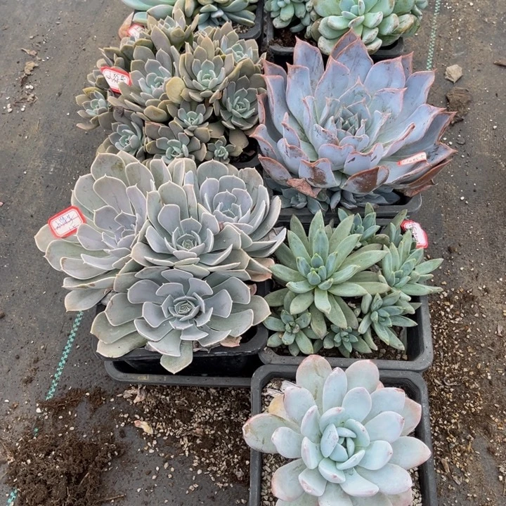 小***号橙子缀两颗鲁氏石莲露西娜圣卡虞姬美人雪莲