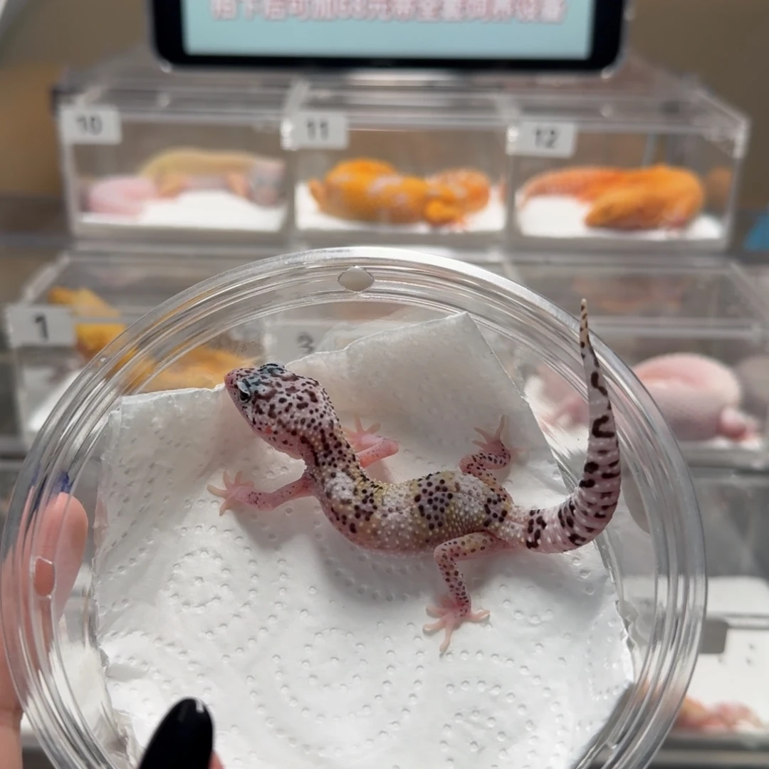 豹纹守宫雪花日蚀母温