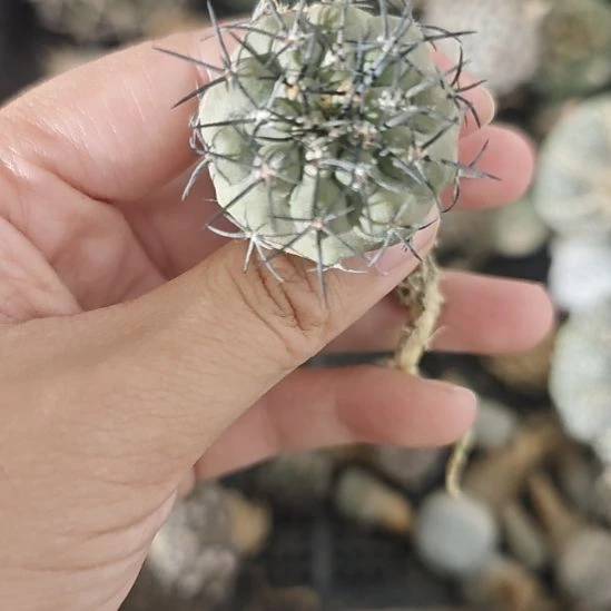 一物一拍，实生龙爪属帝冠龙！