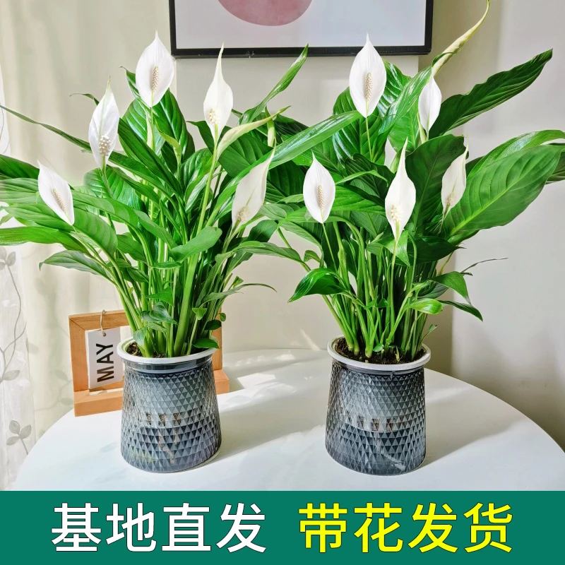 白掌一帆风顺盆栽水培植物办公室内绿植红掌四季开花好养水培绿植