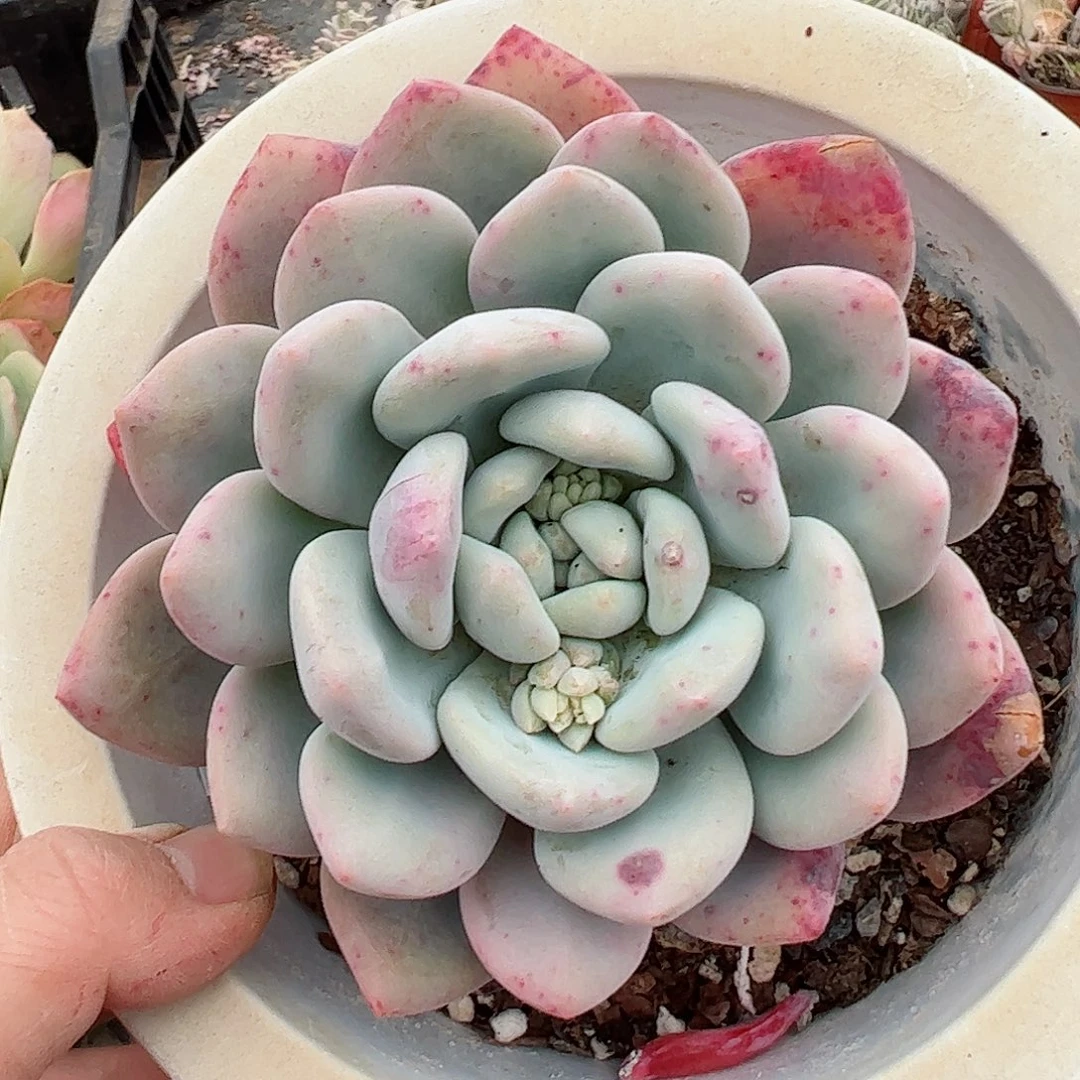 香橙大单头老桩控养