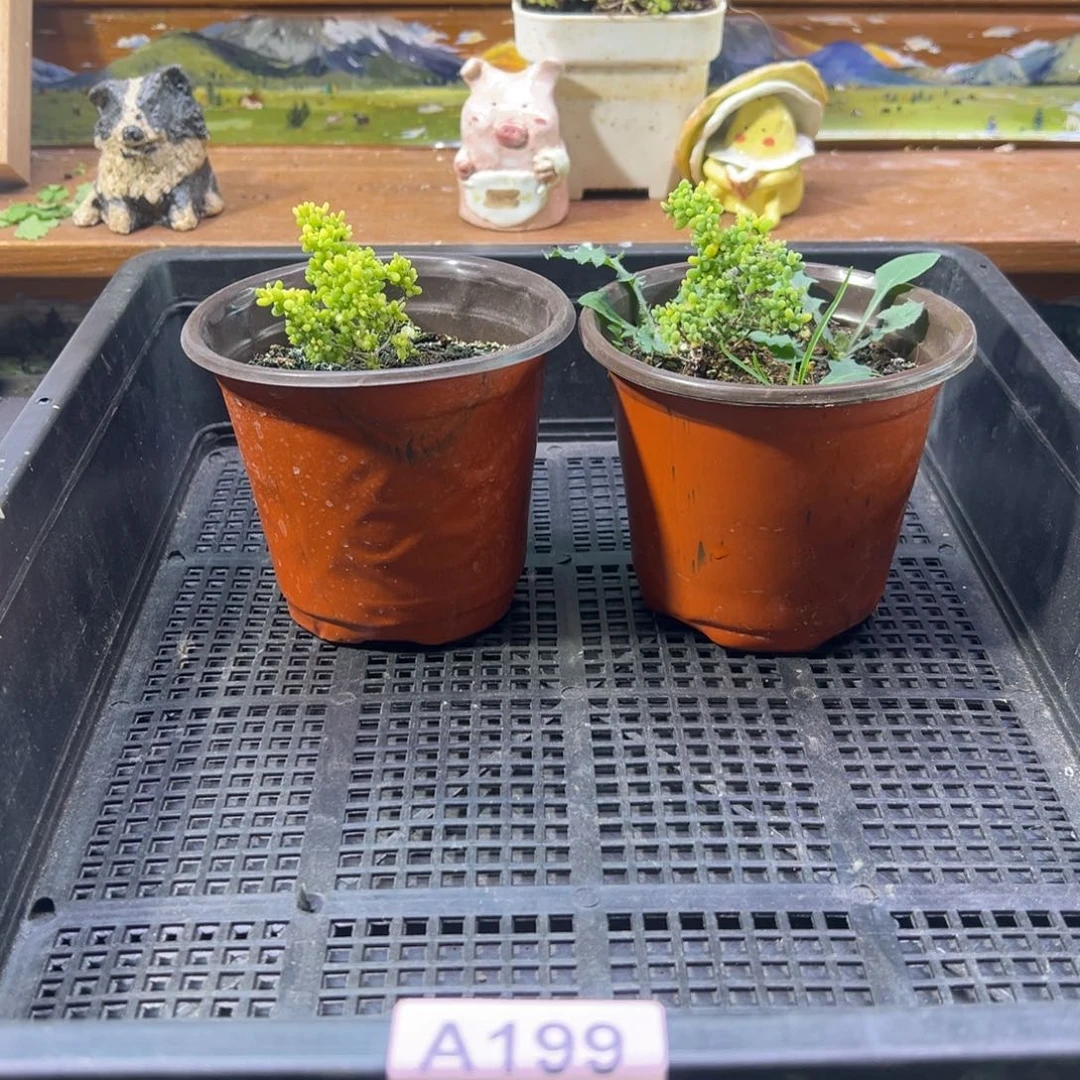 枝干番杏多肉植物199安