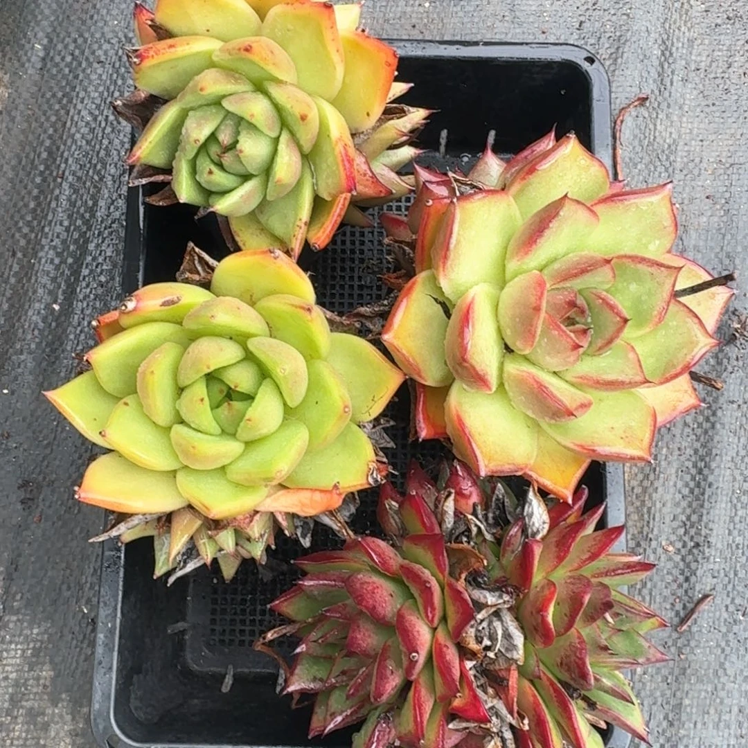 从前慢多肉精选编号0917.15