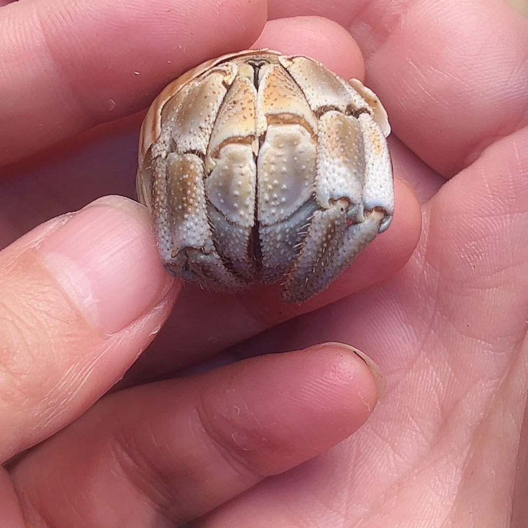 2.7口布里布拉一只