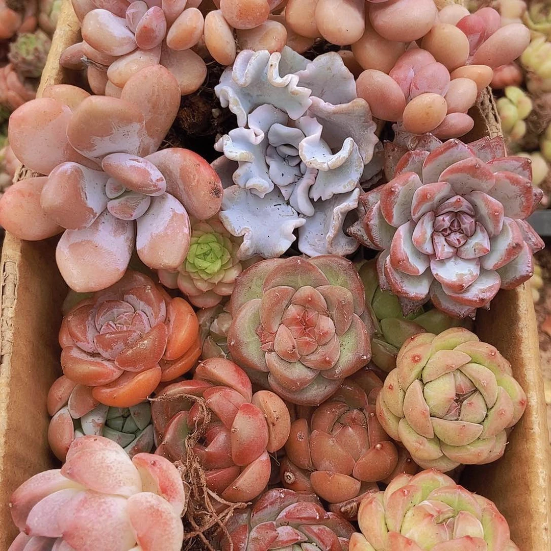 000000000001量拍保底20颗