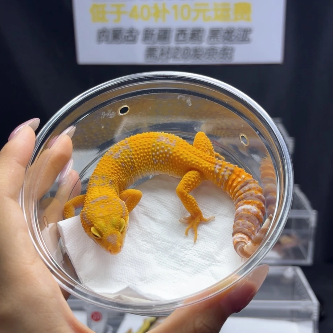 豹纹守宫萝卜母，，