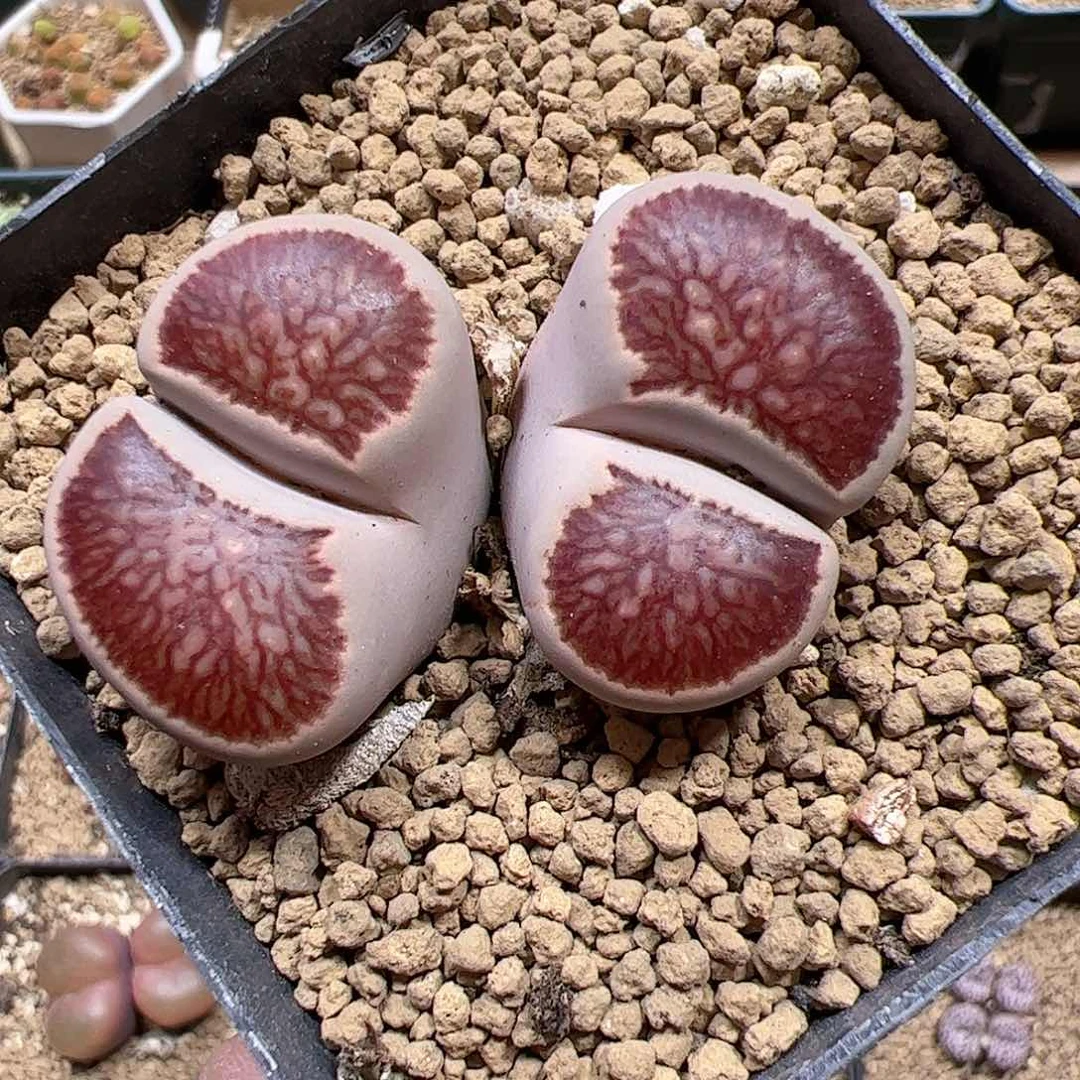 【闪购商品】129 菊