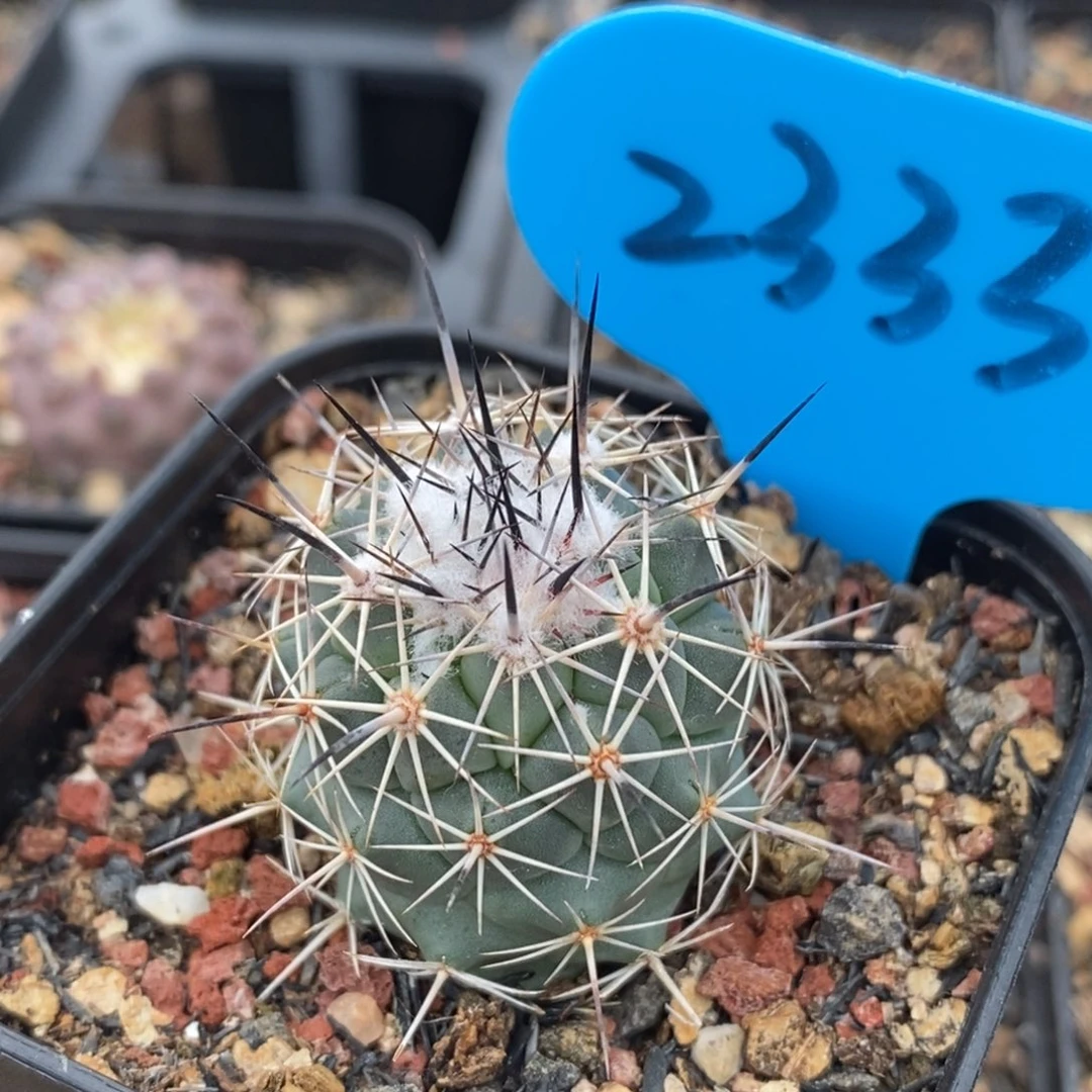 银童实生脱盆发一颗