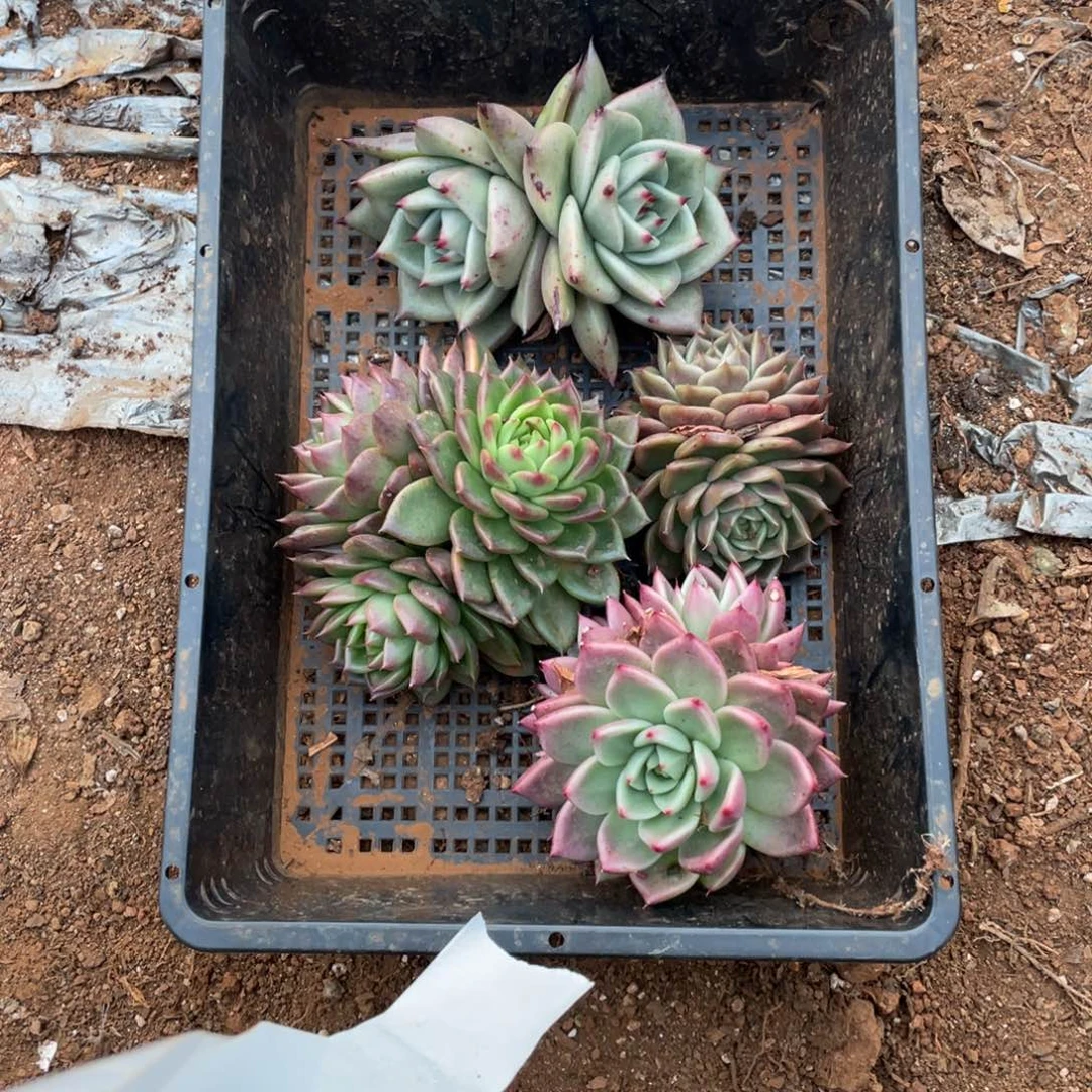 P***t无花朵若如东云筐拍B473