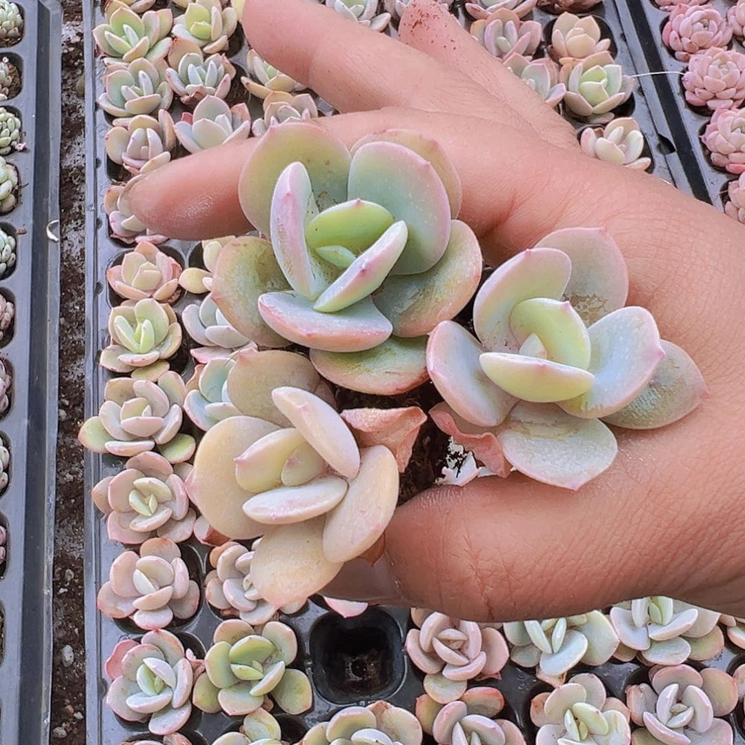 彩茶3个19包邮多肉