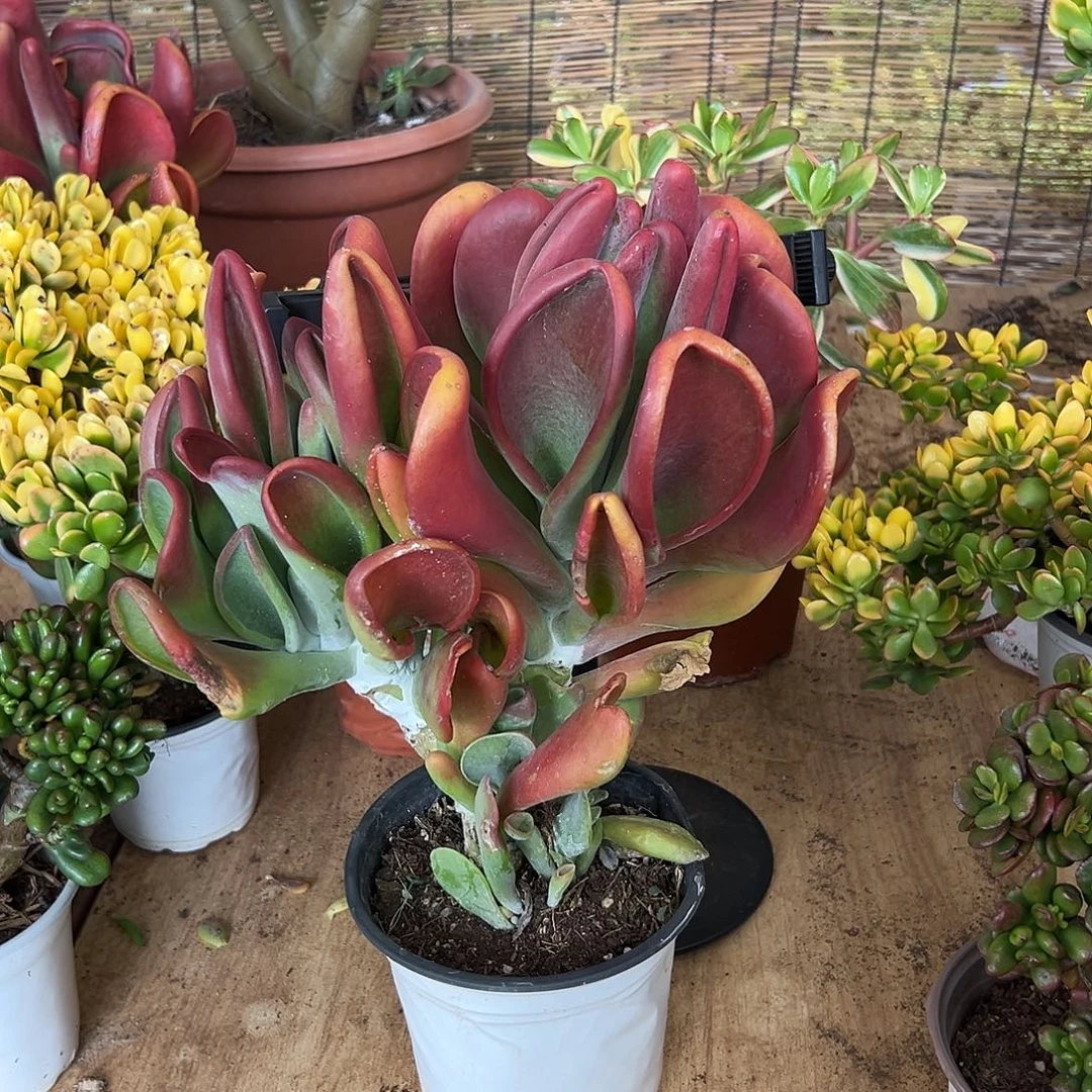 黑***瑰完全开放火狐狸 一物一拍