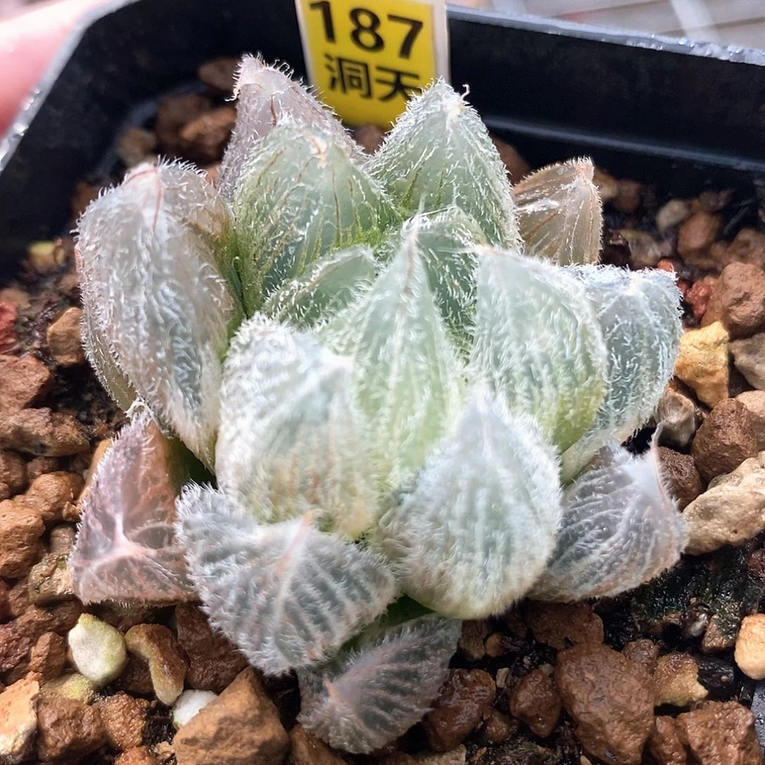 红陶187号毛玉露锦一物一拍