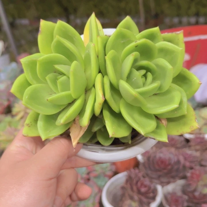 翠花双头起发整装