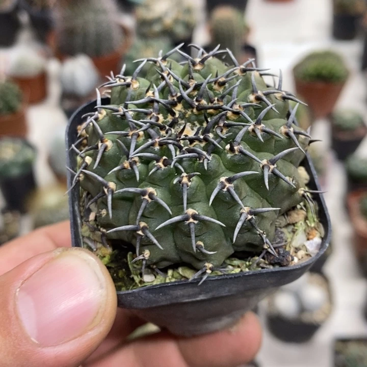 实生黑刺凤头特价2