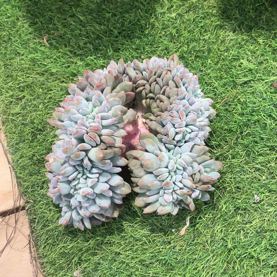 多肉植物多肉植物