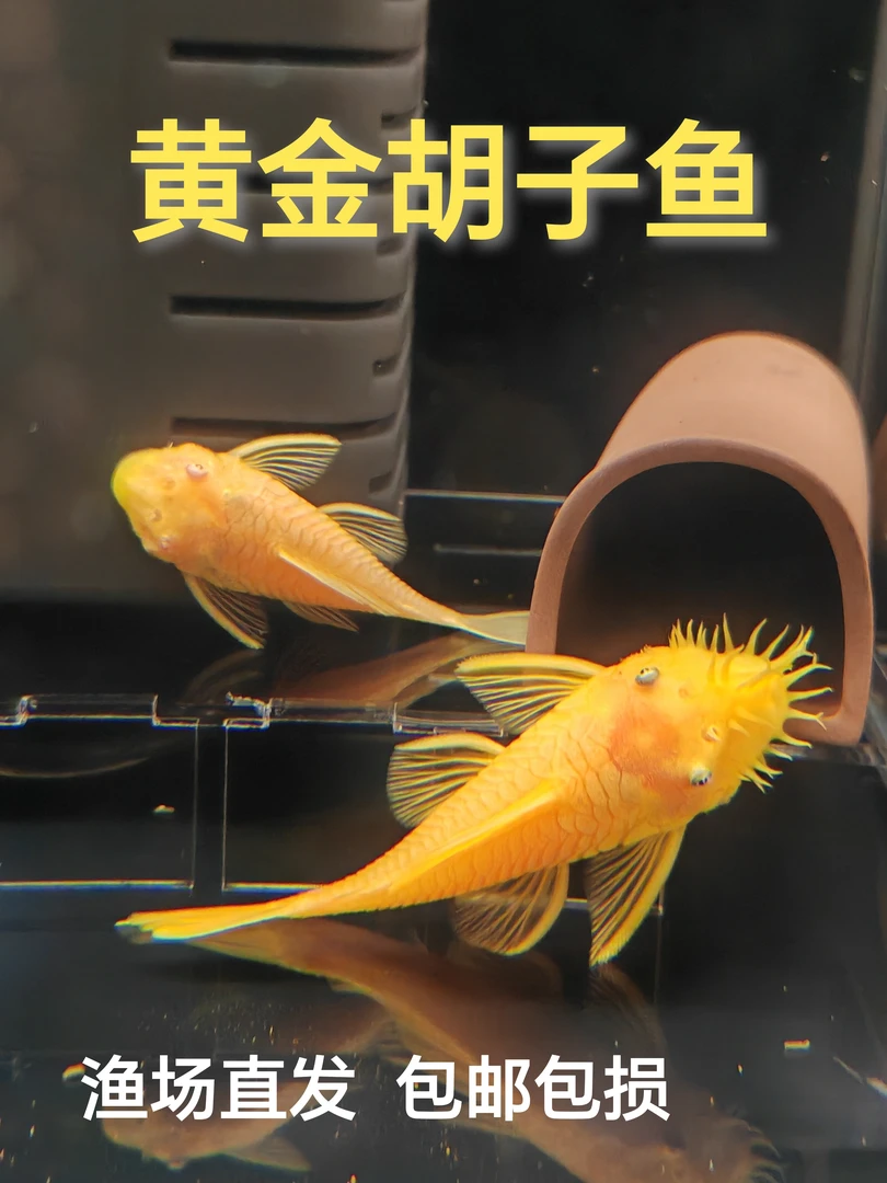 黄金胡子鱼清缸除藻除菌膜底栖鱼小型淡水热带鱼