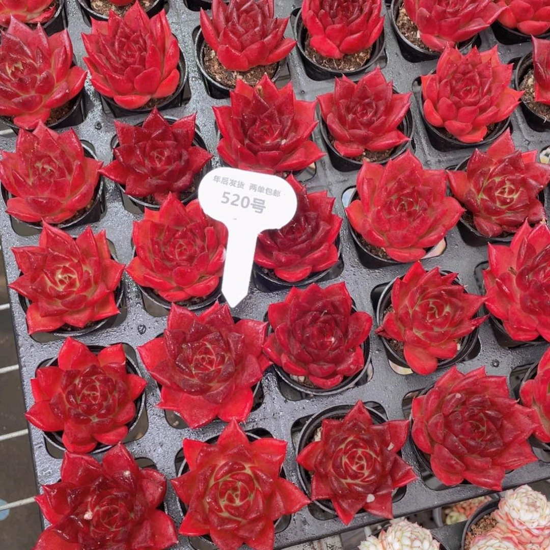 520号全红罗卡单头一个